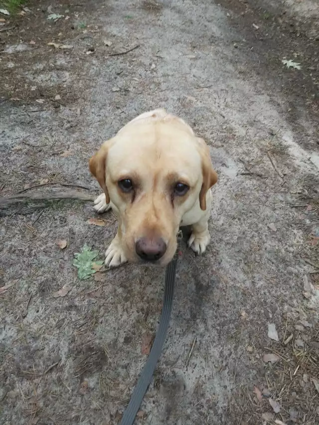 Sylwia jest suczką w typie labradora. Przyjechała w czerwcu 2023 roku razem z Psotką z interwencji, była niedożywiona. Wielokrotnie rodziła. Jest już po zabiegu sterylizacji. Dogaduje się z innymi psami. Jest cudowna - łagodna, uwielbia głaski i przytulasy, a także smakołyki. Ładnie chodzi na smyczy, ale przy swoim człowieku nawet puszczona luzem pójdzie grzecznie przy nodze. Sylwia lubi dzieci i dorosłych. Jest po operacji guza podbrzusza. Ma niestety problemy ze stawami i nie chodzi po schodach. Potrafi dogadać się z kotami. Sylwia jest oazą spokoju, jednak w tych dużych, ciemnych oczach widać smutek, ponieważ Sylwia potrzebuje kochającego domu na już. Domu, w którym poczuje się bezpiecznie i będzie mogła całą swoją miłość i wierność okazać opiekunom, którzy na pewno zostaną jej najlepszymi przyjaciółmi.