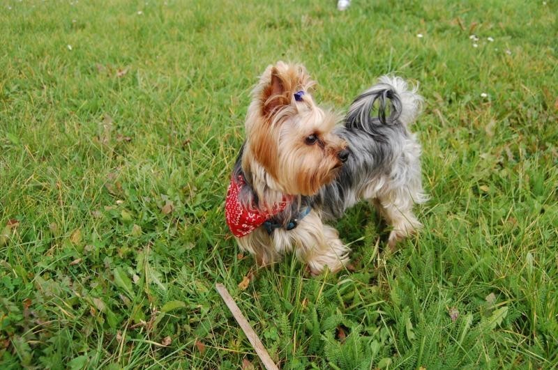 Najładniejszy pies w powiecie: Właściciele Guzika odebrali zasłużone nagrody [FOTO]