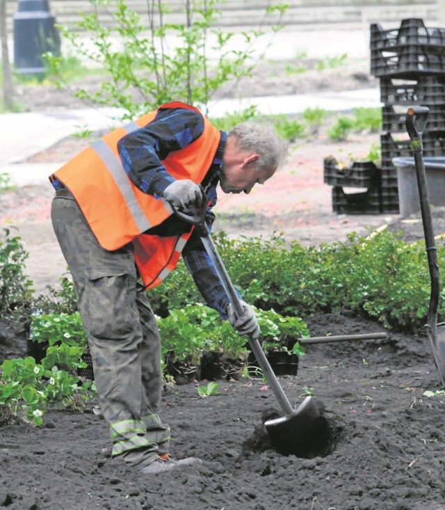 W tej chwili trwa rewaloryzacja parku Kochanowskiego w centrum miasta. Przybędą 43 drzewa i ponad 2 tysiące krzewów