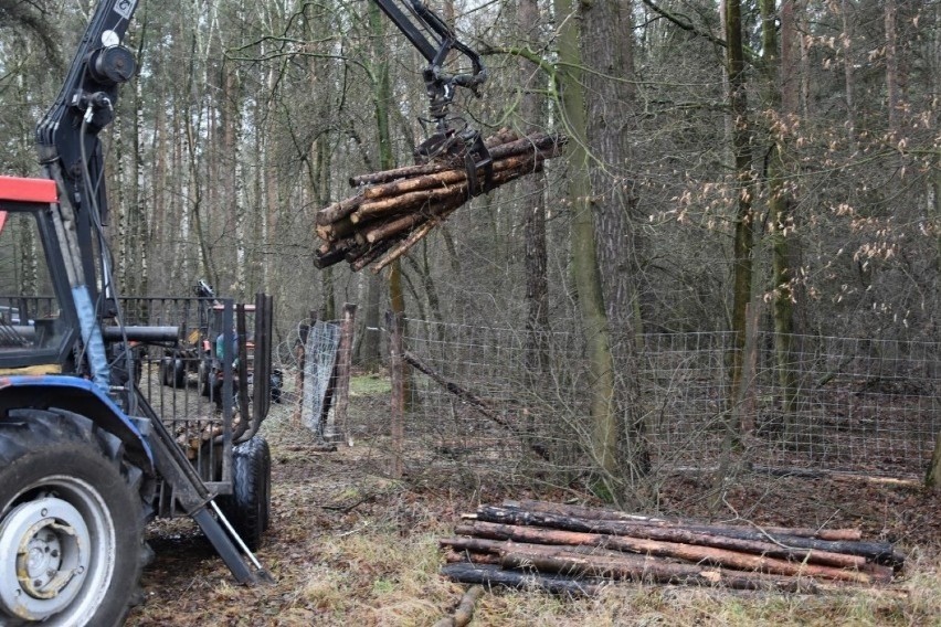 Ogrodzenia, które mają ograniczyć przemieszczanie się dzików...