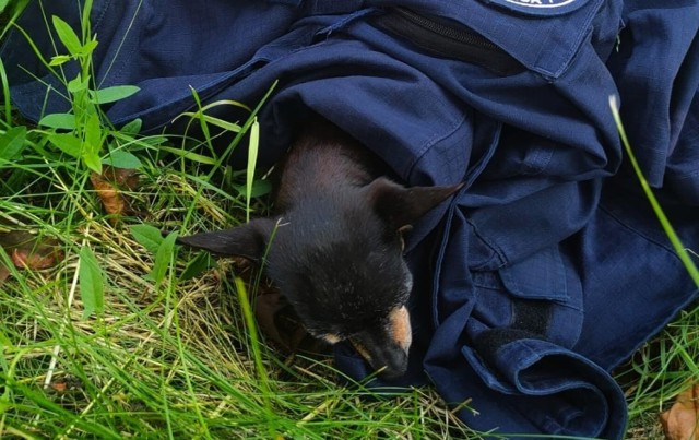 Policjanci z Radomska zajęli się pieskiem, który miał prawdopodobnie połamane łapki