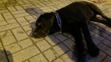 Znaleziono czarnego labradora w Wejherowie