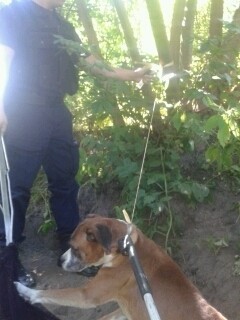 Pies przywiązany do drzewa został odnaleziony w okolicach...
