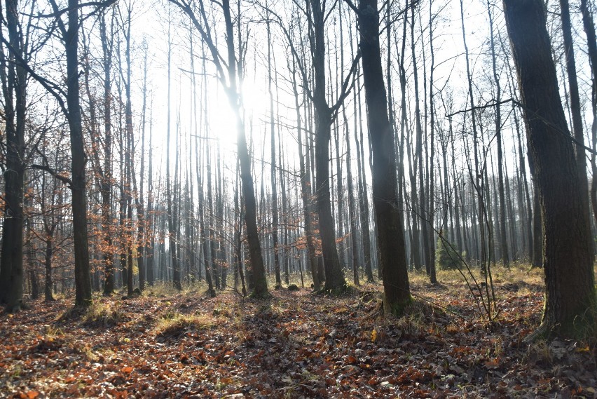 Jesień 2019 w lesie na Paprocanach