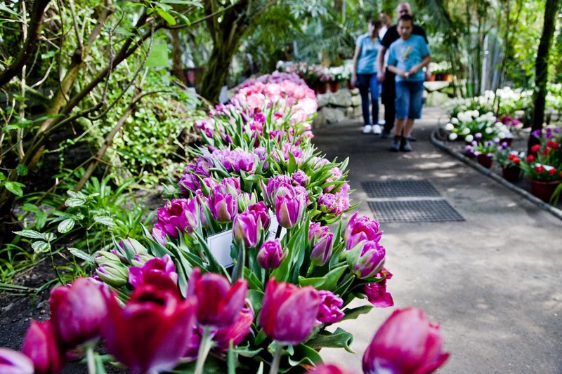 Ponad 5 tys. tulipanów można obejrzeć w Palmiarni...