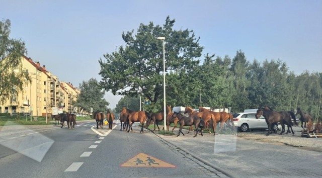Stado kilkunastu koni, które uciekły z pobliskiej stadniny biegało po Stabłowicach w czwartek (25 sierpnia) rano
