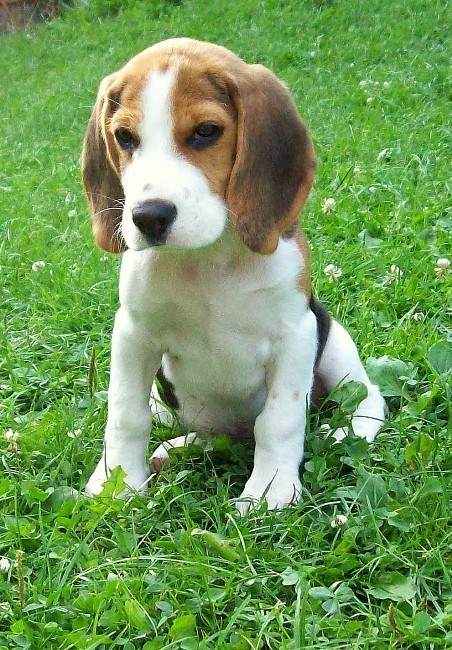 To 3-miesięczny pies Rafi rasy beagle