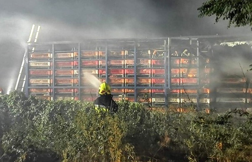Dolny Śląsk. Tragiczny pożar na drodze. 3600 kurczaków zginęło w męczarniach