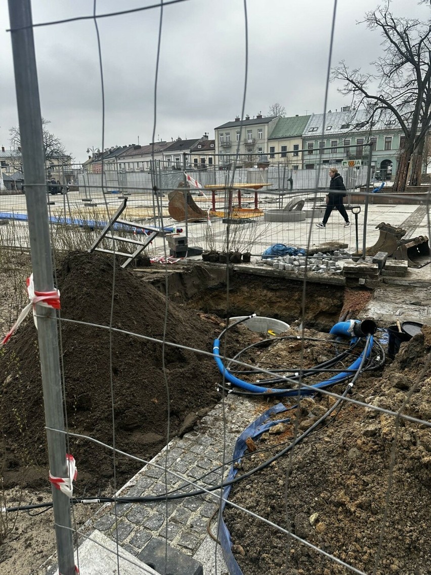 Rewitalizacja Rynku w Kielcach szokuje mieszkańców. Posadzili krzewy i... je wykopali! Zobacz zdjęcia