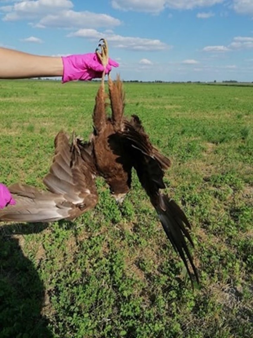 Kolejne martwe ptaki pod ochroną w Wielowsi