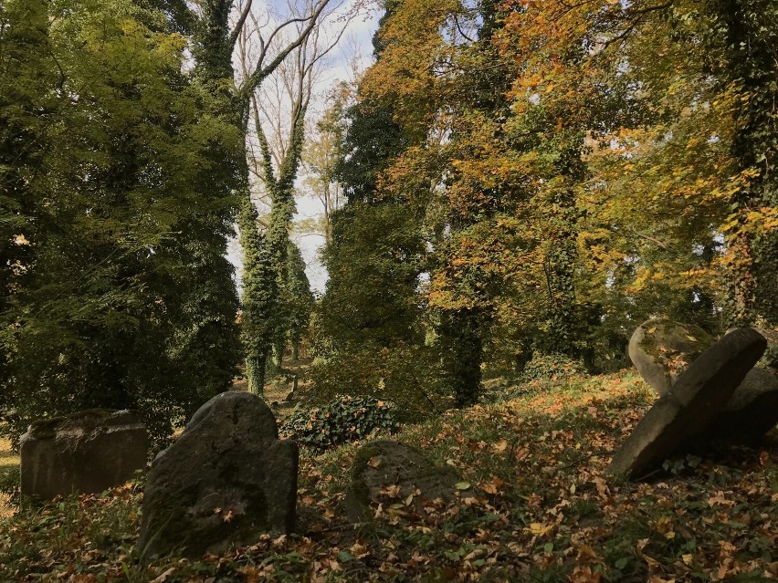 Stary cmentarz żydowski w Cieszynie, jesień