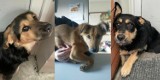 Te psy trafiły ostatnio do lubelskiego schroniska. Właściciele mają 2 tygodnie, aby je odebrać. Rozpoznajesz któregoś? [MAJ 2024]
