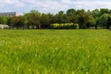 Poznań ogranicza koszenie traw w przestrzeni miejskiej. Wprowadzono strefowanie zieleni