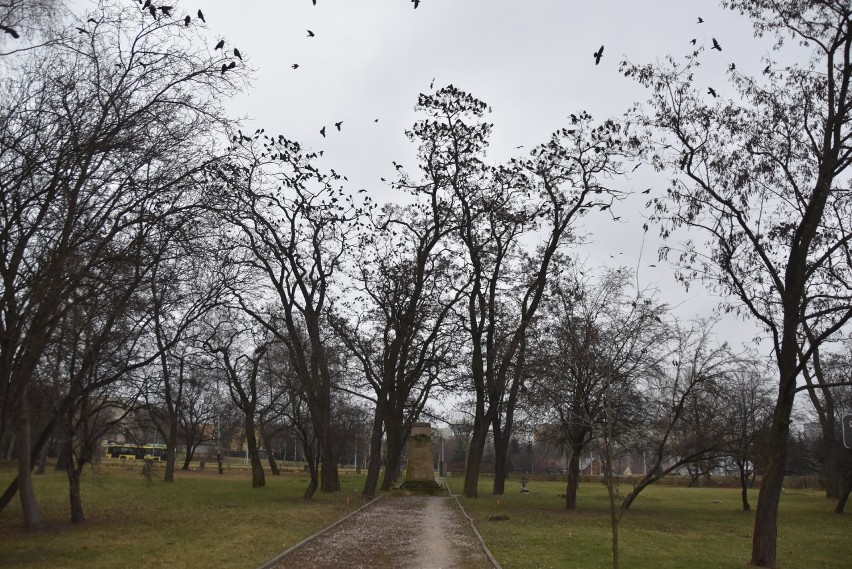 Tarnów. Skazany na zapomnienie cmentarz I-wojenny nr 202 zostanie odtworzony do pierwotnego stanu. Są na to unijne pieniądze