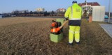 Odkurzają psie kupy na najbardziej zanieczyszczonych głogowskich skwerach i chodnikach. Dla właścicieli psów posypią się mandaty