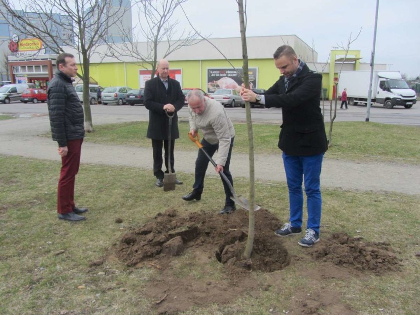 Piotr Gruszczyński i przedstawiciele PO zasadzili pięć drzew na Winiarach