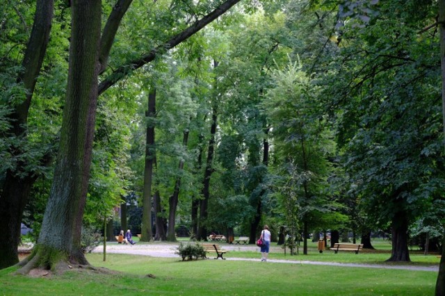 Osiem drzew w Parku Chopina zostanie wyciętych.