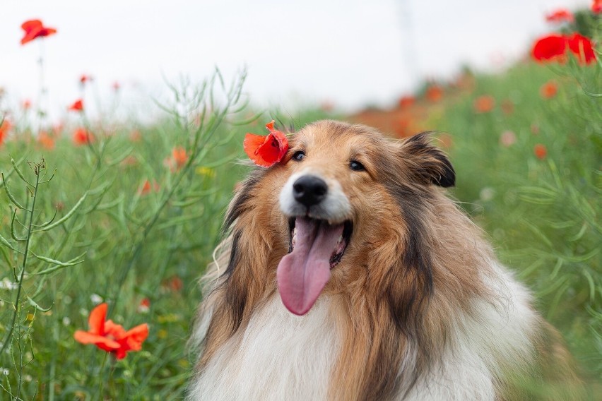 Owczarek szkocki długowłosy collie...