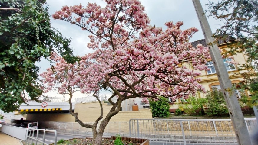 Przepiękna magnolia przy Batorego w Zielonej Górze. Teraz...