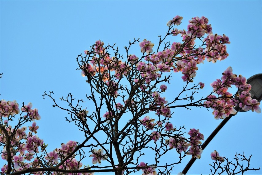 Magnolia przy ul. Wypoczynek w Zielonej Górze.