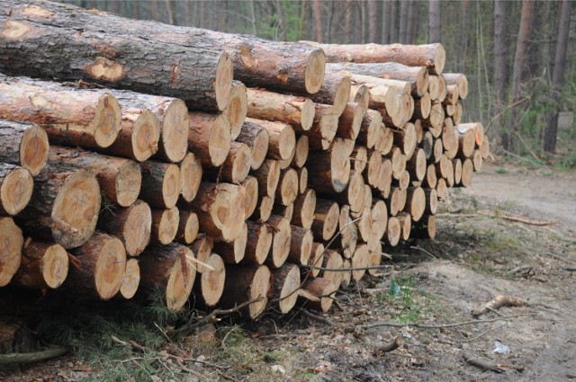 Z informacji uzyskanych od GDDKiA wynika, że do wycinki przeznaczone jest około 300 ha lasu. Sporo drzew już leży pokotem.