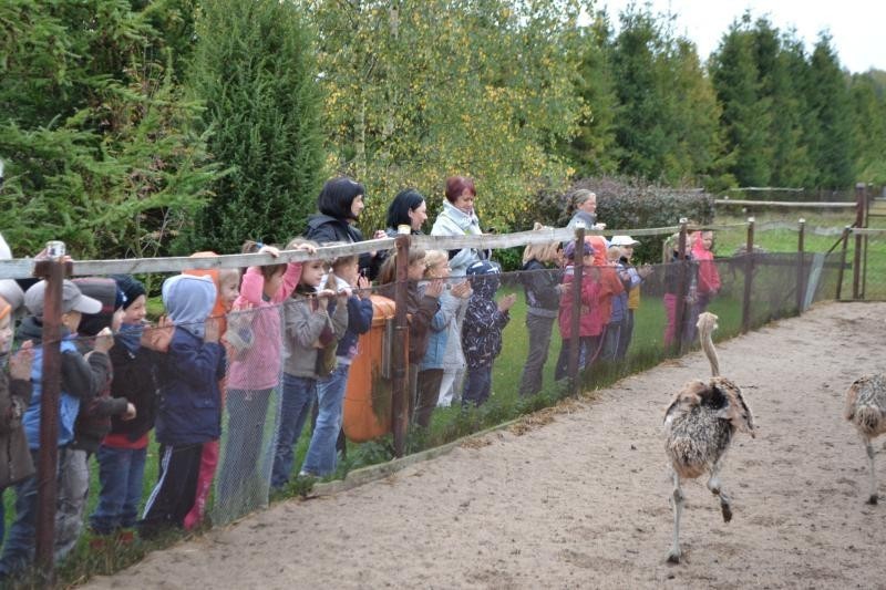 Przedszkola w Kwidzynie: Wycieczka przedszkolaków do strusiej farmy w Garczynie