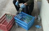 W Szczecinie zlikwidowano rozlewnię skażonego alkoholu [film]