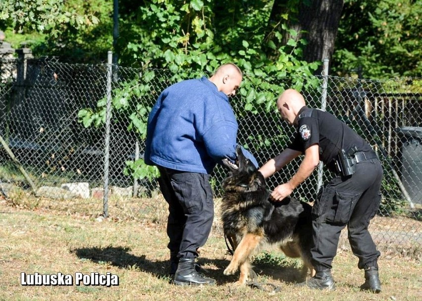 Owczarek niemiecki o imieniu Homar z komisariatu policji w...