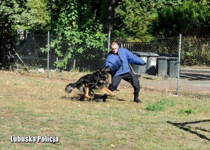 Owczarek niemiecki o imieniu Homar z komisariatu policji w...