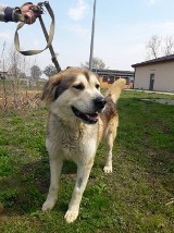 Lares szuka domu. Piękny psiak potrzebuje miłości i dużo ruchu [ZDJĘCIA]