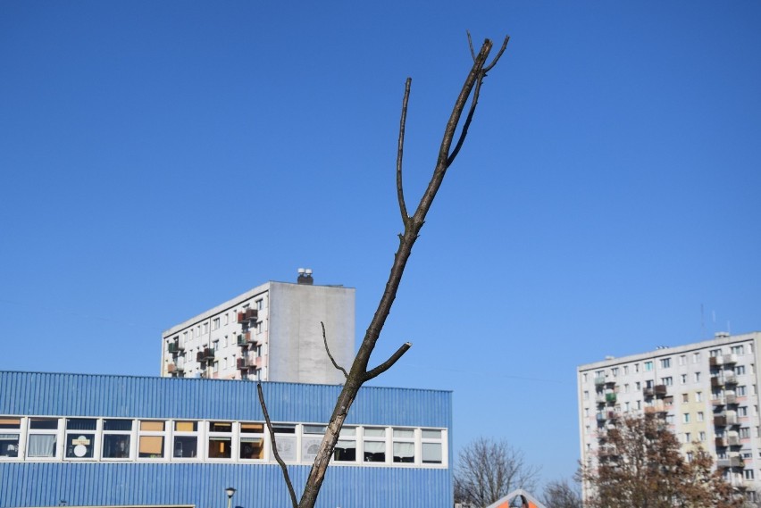 Drzewa przy ul. Dunikowskiego zostały posadzone w 2018 roku.