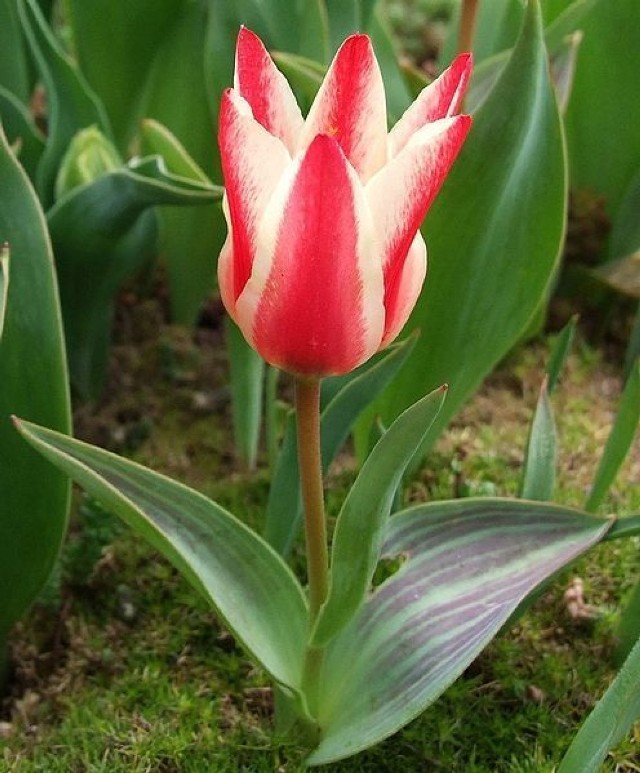 Tulipan ogrodowy