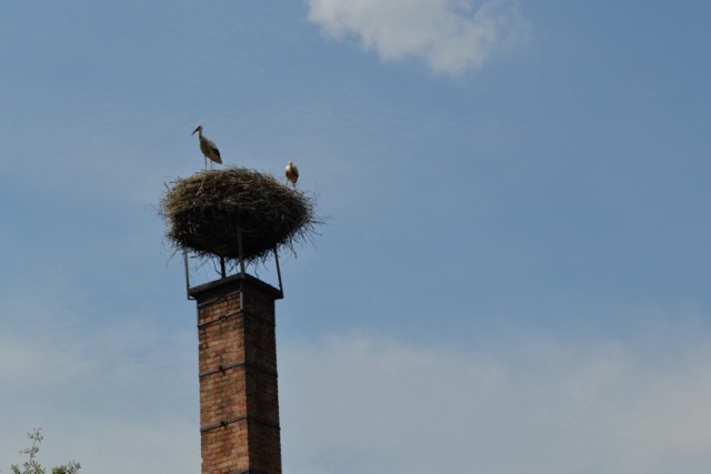 Zdjęcia bocianów, Rumia