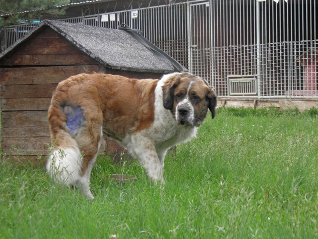 Dorotka to dorosła, wysterylizowana, około 5 letnia suczka rasy bernardyn. Trafiła do nas 8 lipca br. w terenu gminy Puck. Dorotka jest niezwykle spokojną suczką.  Na inne psiaki nie zwraca uwagi. Jest przyjazna w stosunku do ludzi. To bardzo fajna i grzeczna suczka. Ładnie chodzi na smyczy.