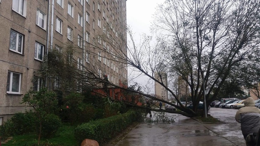 Zdjęcia wykonane przy ul. Fortecznej w Wałbrzychu. Powalone...