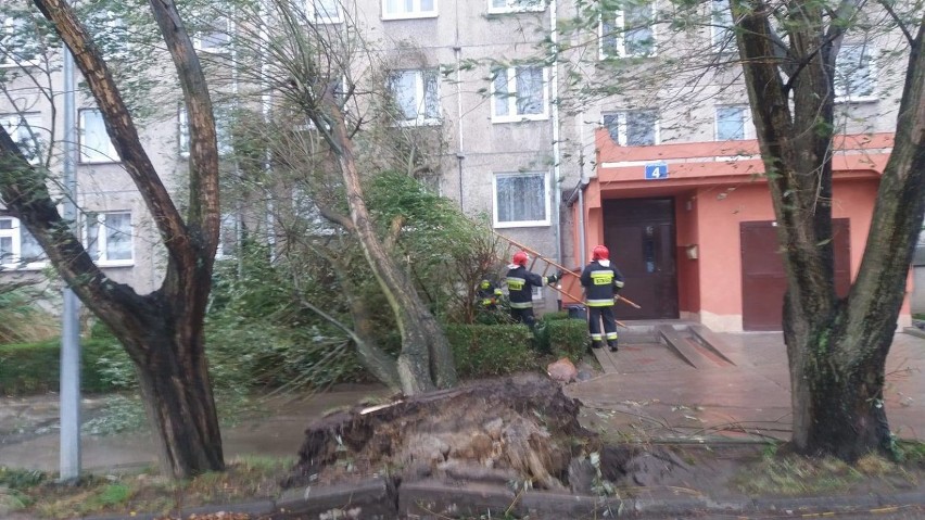 Zdjęcia wykonane przy ul. Fortecznej w Wałbrzychu. Powalone...