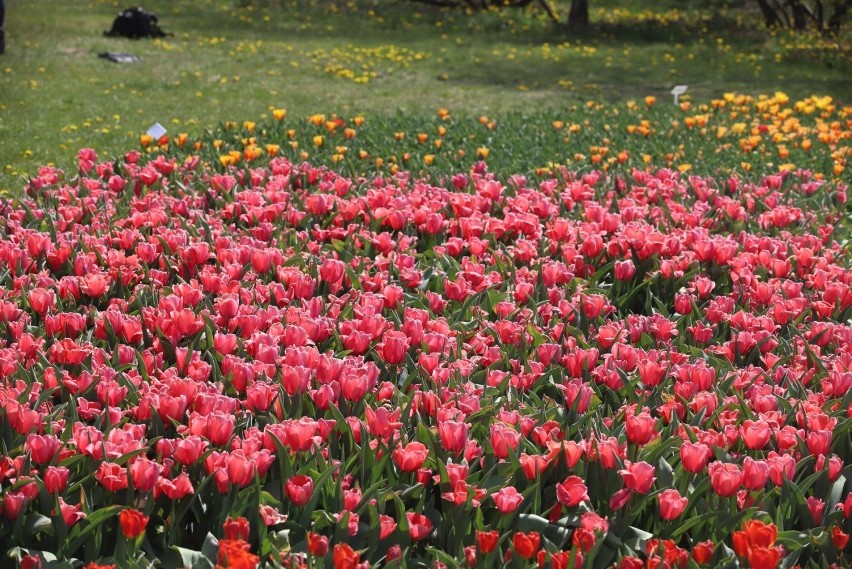 Tulipany kwitną w Ogrodzie Botanicznym w Łodzi. Zobacz zdjęcia!