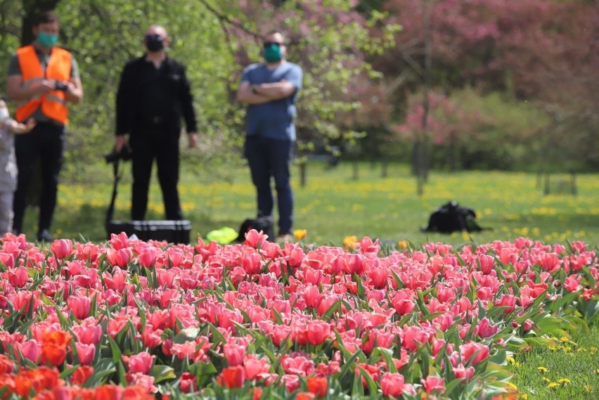 Tulipany kwitną w Ogrodzie Botanicznym w Łodzi. Zobacz zdjęcia!