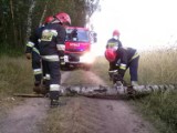 KP PSP Koło: Warsztaty z gaszenia pożarów lasów