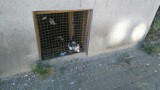 Kot utknął w kratkach okienka piwnicznego [ZDJĘCIA]