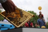 Kraków. Miejskie pszczoły spisują się świetnie. Zebrano 50 kg miodu, będą kolejne pasieki