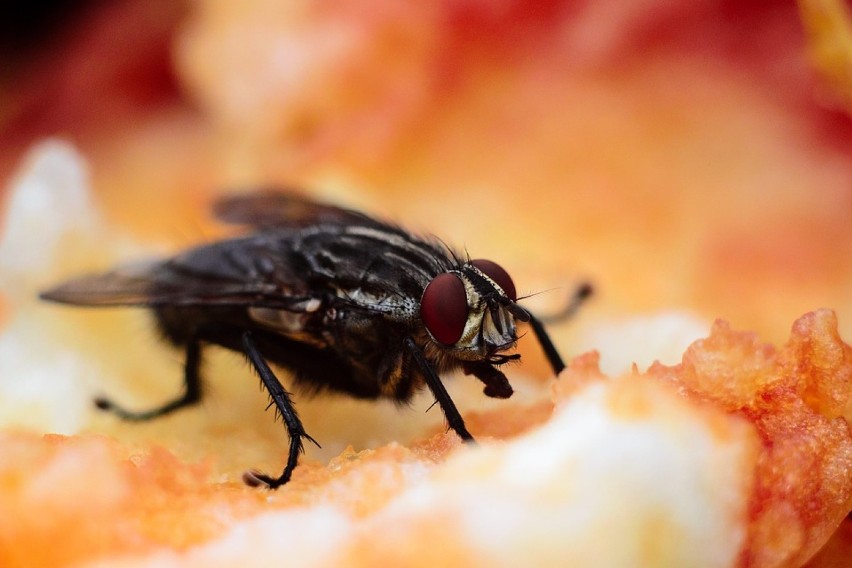 Ile żyje mucha? Jak długo żyje muszka "owocówka"?