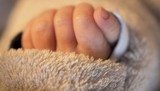 W oleśnickim szpitalu na świat przyszedł dwutysięczny noworodek. Udało się pobić rekord!