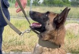 Czworonożni funkcjonariusze w KMP w Kaliszu. „Największa radość jest, kiedy pies zaprowadzi nas do zaginionej osoby” FILM