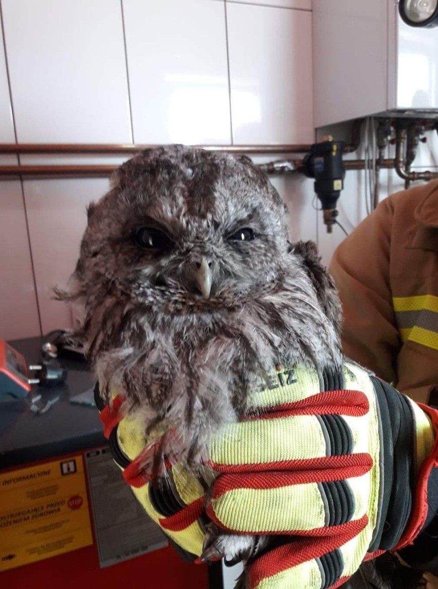 Sowa utknęła w kominie domu jednorodzinnego w Grybowie. Ptaka uratowali strażacy [ZDJĘCIA]