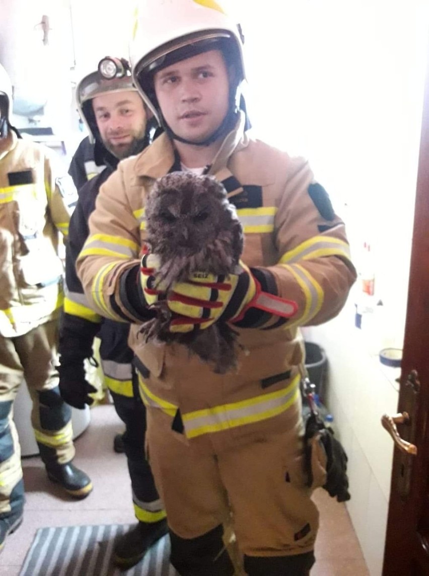 Sowa utknęła w kominie domu jednorodzinnego w Grybowie. Ptaka uratowali strażacy [ZDJĘCIA]