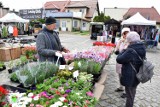 Tyle kosztują produkty do ogrodu w Żninie - zdjęcia. Mamy aktualne ceny kwiatów, sadzonek warzyw, owoców i ziół [24.04.24]