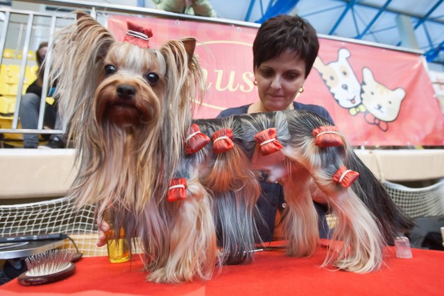 Na wystawę psów do Jeleniej Góry przyjadą psy z całej Europy