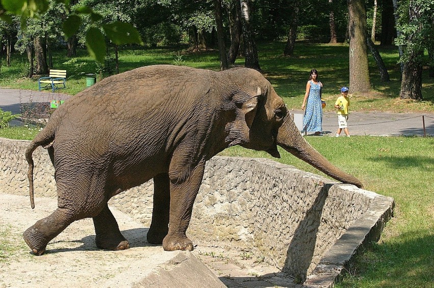 Prawie dwadzieścia lat temu ZOO w Łodzi było pełne...