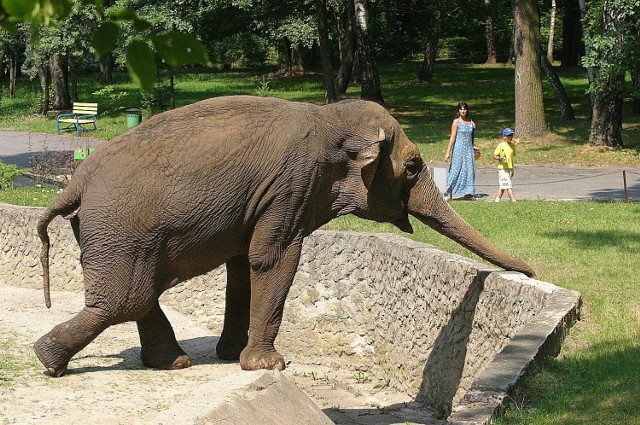 Prawie dwadzieścia lat temu ZOO w Łodzi było pełne egzotycznych zwierząt.